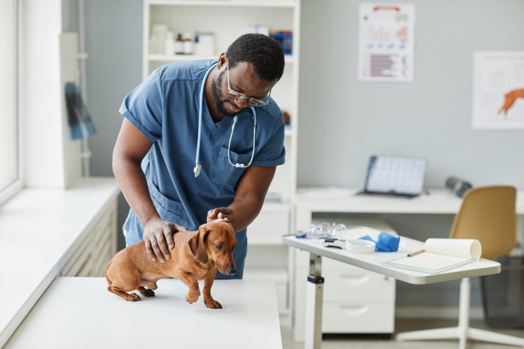 A young black veterinary doctor examining a dog
