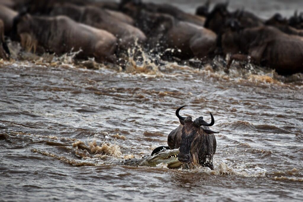 Wildebeest in a river in an open field in Masai Mara, Kenya