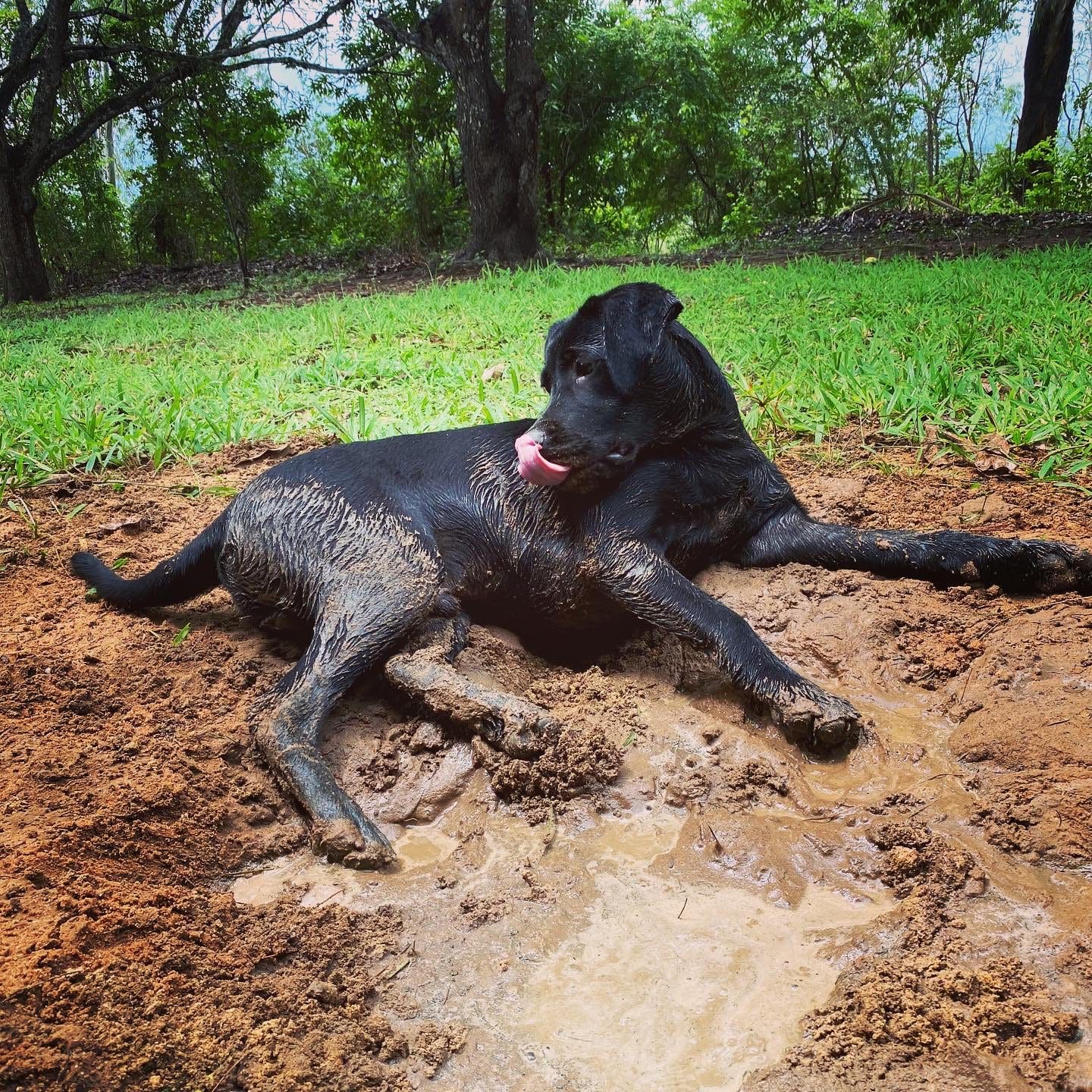 A black Labrador Retriever lying in the dirt