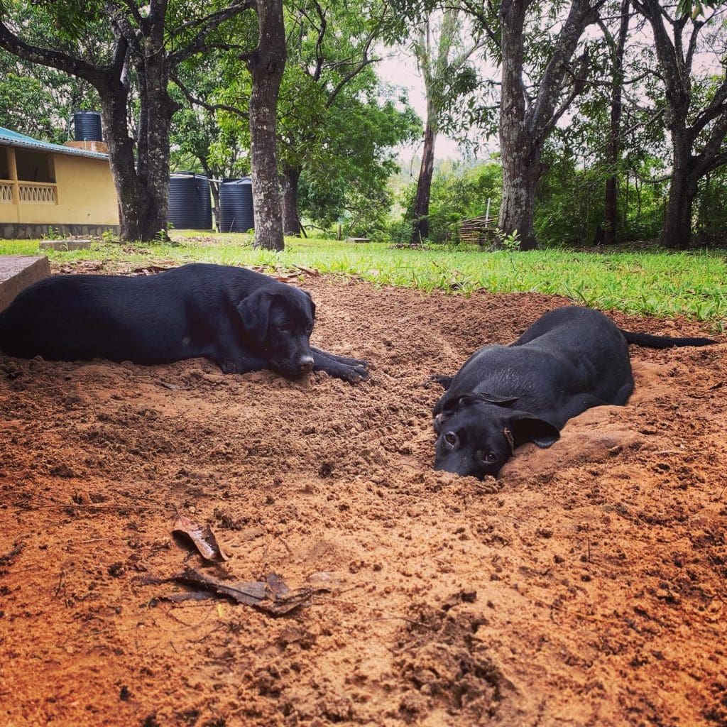 Two black Labrador dogs lying in mud playfully